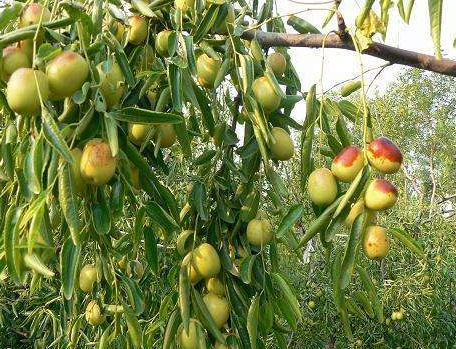 在种植冬枣树苗的时候记住这6招种植两年就能挂果！